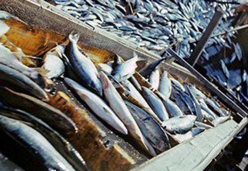 Fish Import Banned to Russia