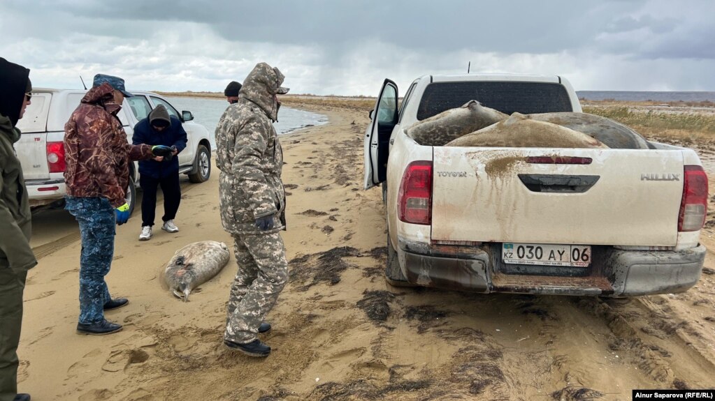 В Дагестане на берегу Каспия обнаружили почти 500 мертвых тюленей