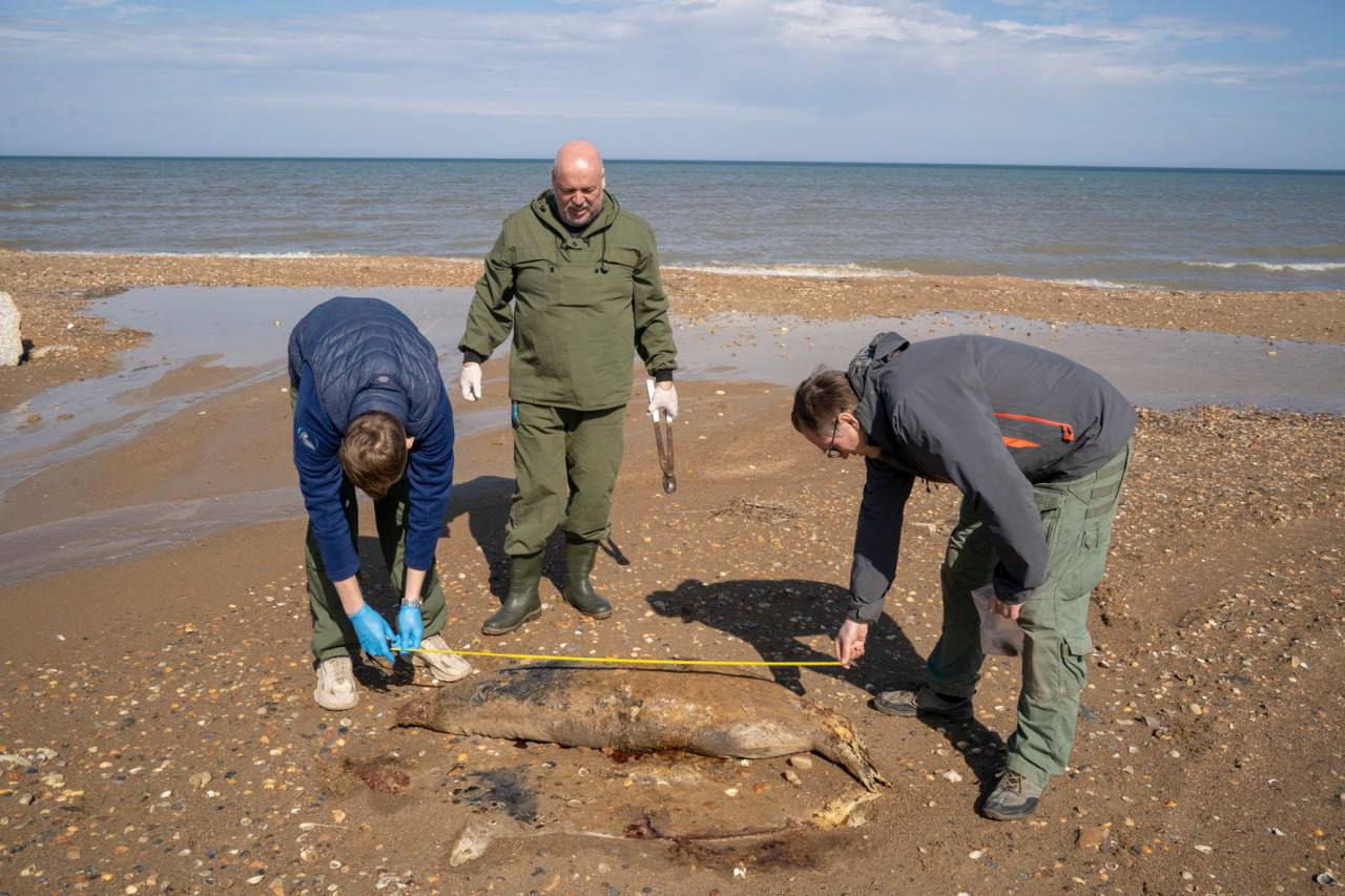 Специалисты назвали вероятную причину гибели тюленей в Дагестане