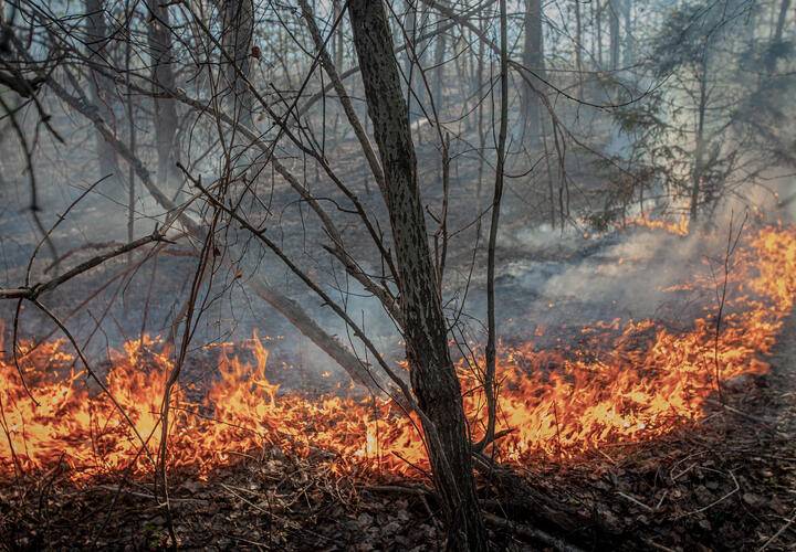 A forest fire broke out in the Rostov Region after a drone attack overnight, and sirens were sounded in Kuban
