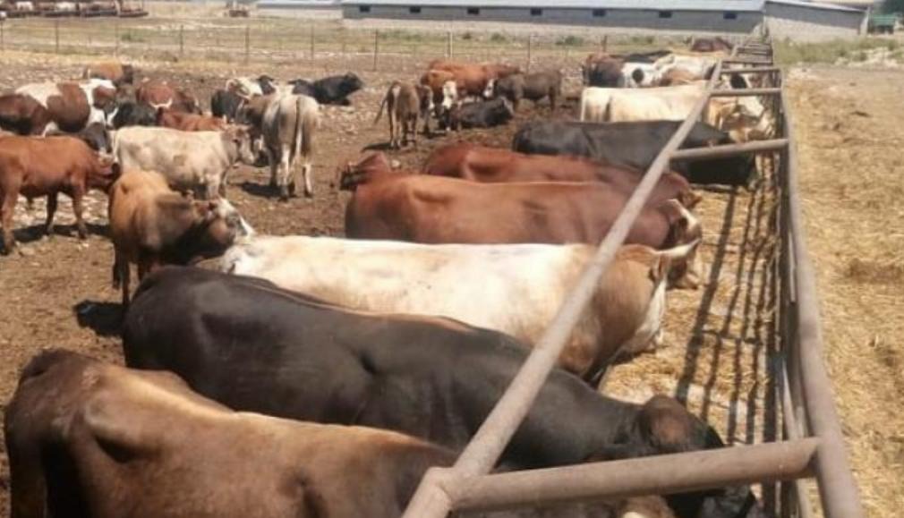 Meat Leader of the Caucasus: Kabardino-Balkaria Takes First Place in the North Caucasus Federal District