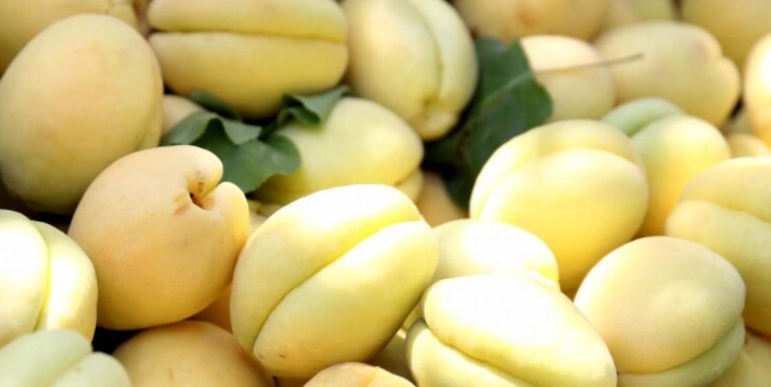 Armenia Ships First Batch of Apricots to Europe